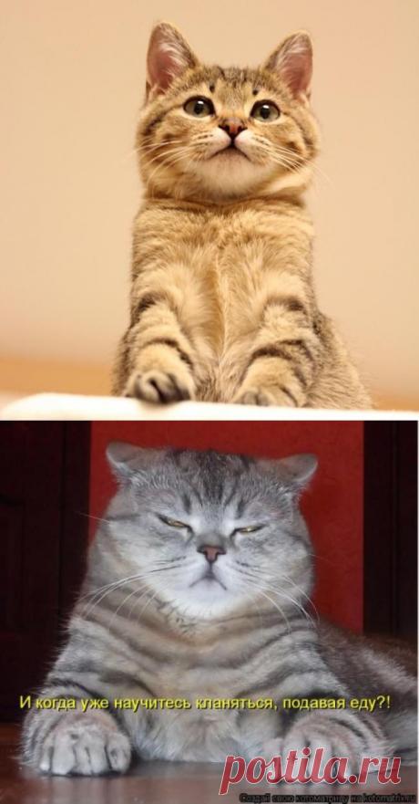 Заседатель | Kote.Rjaka.com