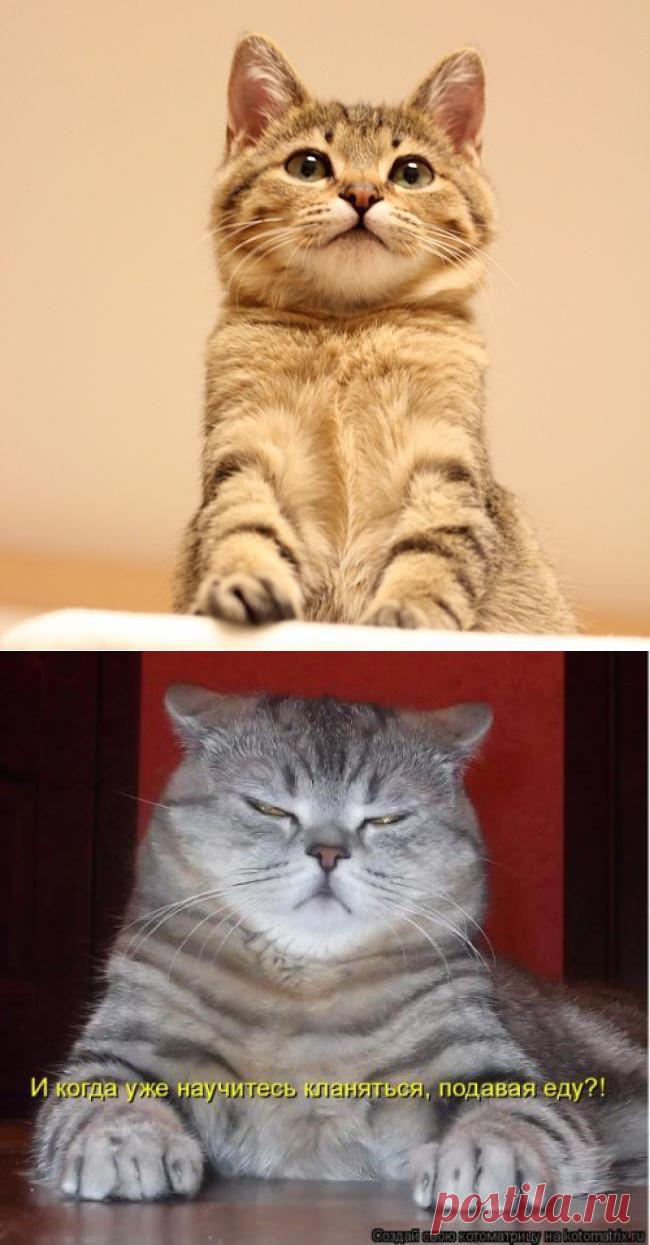 Заседатель | Kote.Rjaka.com