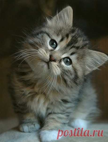 crescentmoon animalia : Photo