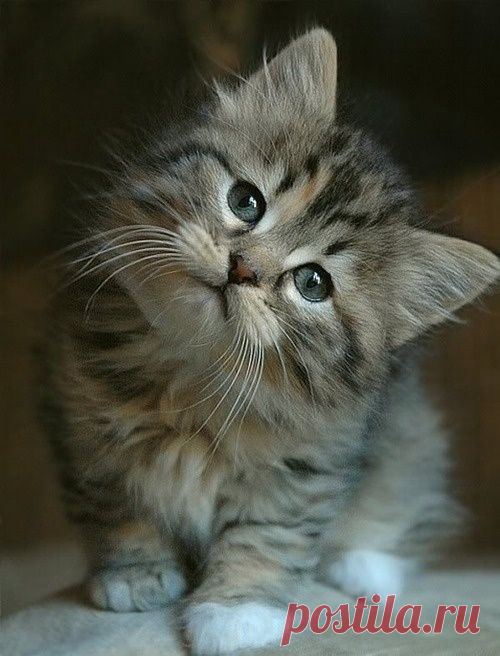 crescentmoon animalia : Photo