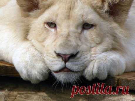 Белый лев – легенда африканских племен