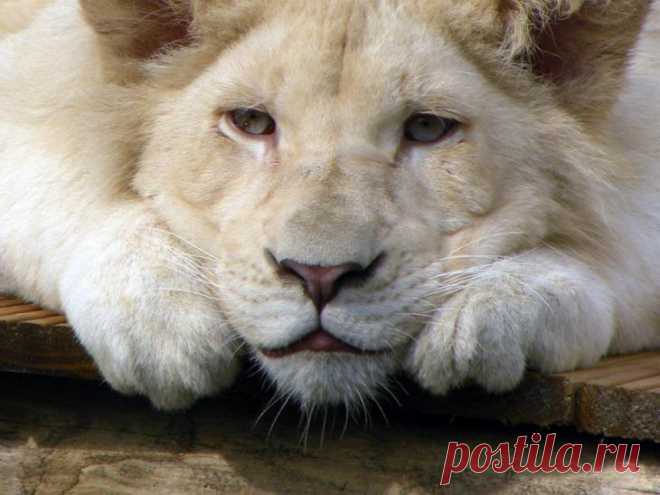 Белый лев – легенда африканских племен