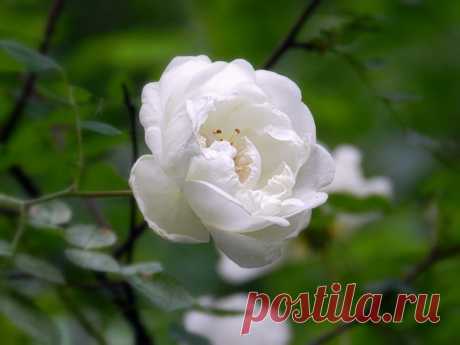 белый шиповник