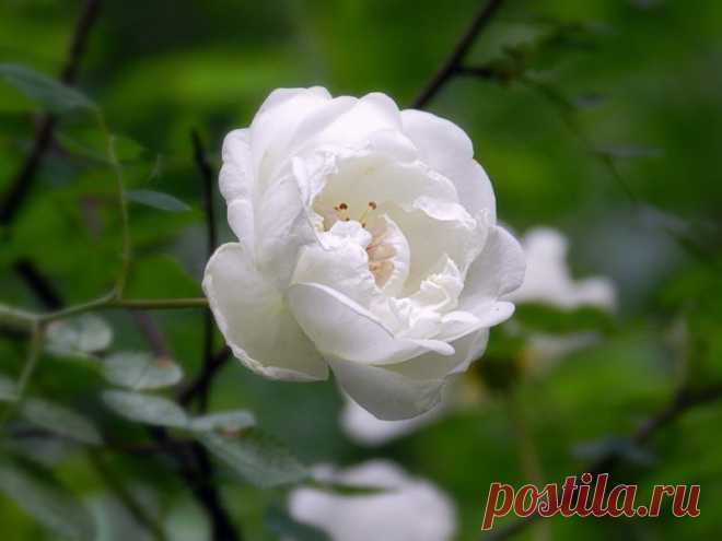 белый шиповник