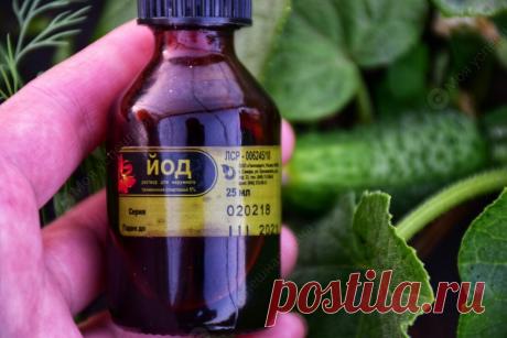 Йод и Зеленка - спасение Огурцов от болезней. Особенности применения | Моя успешная дача | Яндекс Дзен