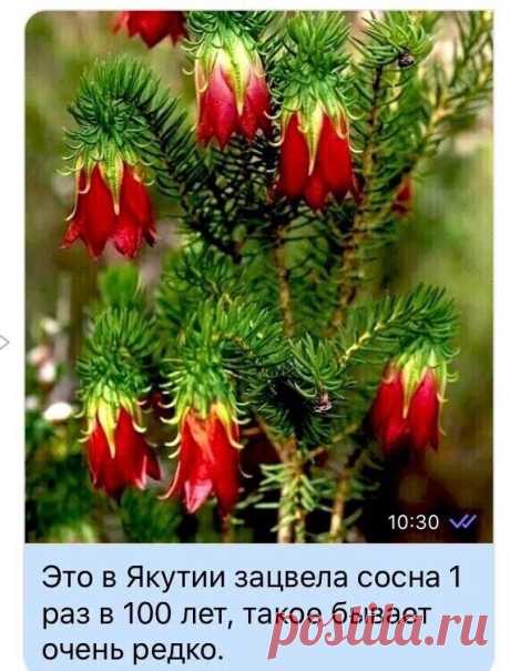 i (Изображение JPEG, 571 × 751 пикселов)