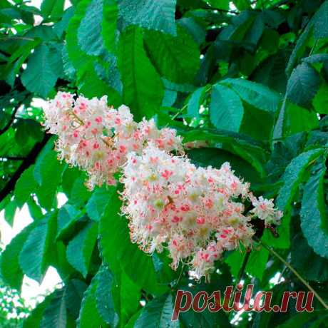 Лекарственное растение Конский каштан обыкновенный (Aesculus hippocastanum). Мощное дерево высотой 15-30 м с серо-коричневой корой, которая у взрослых деревьев отслаивается тонкими чешуйками. Дерево сильно разветвленное, крона высокая сводчатая. Листья длинночерешковые, пальчатые, 5-7-раздельные, листочки обратнояйцевидные, к основанию клиновидно сужающиеся, неравномерно-пильчатые, длиной до 25 см.