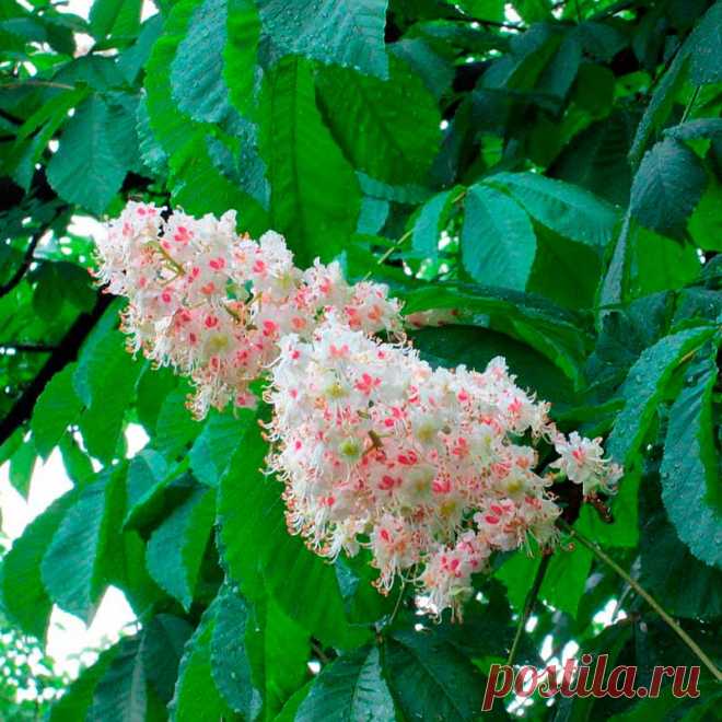 Лекарственное растение Конский каштан обыкновенный (Aesculus hippocastanum). Мощное дерево высотой 15-30 м с серо-коричневой корой, которая у взрослых деревьев отслаивается тонкими чешуйками. Дерево сильно разветвленное, крона высокая сводчатая. Листья длинночерешковые, пальчатые, 5-7-раздельные, листочки обратнояйцевидные, к основанию клиновидно сужающиеся, неравномерно-пильчатые, длиной до 25 см.