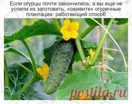Способ "оживления" огурцов

В середине августа огурец дает все меньше плодов, а сами посадки потихоньку начинают засыхать. 

Обычно пожелтение листвы в открытом грунте связано с поражением листьев и плетей грибками, а также с механическими повреждениями, причиной который становится сам огородник. 

В теплицах происходит практически то же, кроме этого, ситуация усугубляется отсутствием должного ухода за растением. 
Поэтому для начала предстоит определить, какие побеги еще ж...