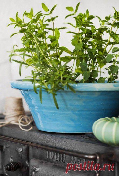 (+1) - Кухня с "огородом": дачное настроение | МОЯ КВАРТИРА