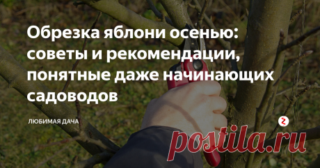 Обрезка яблони осенью: советы и рекомендации, понятные даже начинающих садоводов Даже если вы новичок в садоводстве, то с помощью моих советов вы легко сможете сделать обрезку плодового дерева. Такая процедура включает в себя несложные действия, нужно только разобраться для чего осуществляется обрезка: омолаживающая она или санитарная, делается на молодом дереве или взрослом. Конечно же обо всем я расскажу подробно и как можно проще.
Для чего нужна обрезка осенью и сроки прове