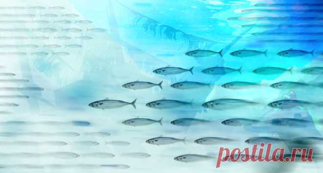 Скумбрия: идеи от шефов Форшмак, севиче, тандури и другие рецепты