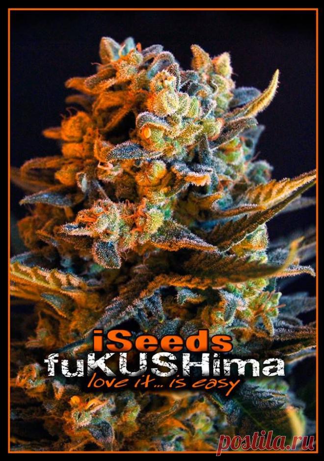 Facebook
Это сорт семян конопли от производителя из Испании The iSeeds -"Фукусима" 
Неприхотлив и очень хорошие медицинские показатели!
