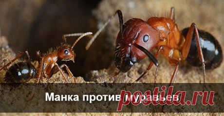 100 процентное средство от муравьев: личный опыт