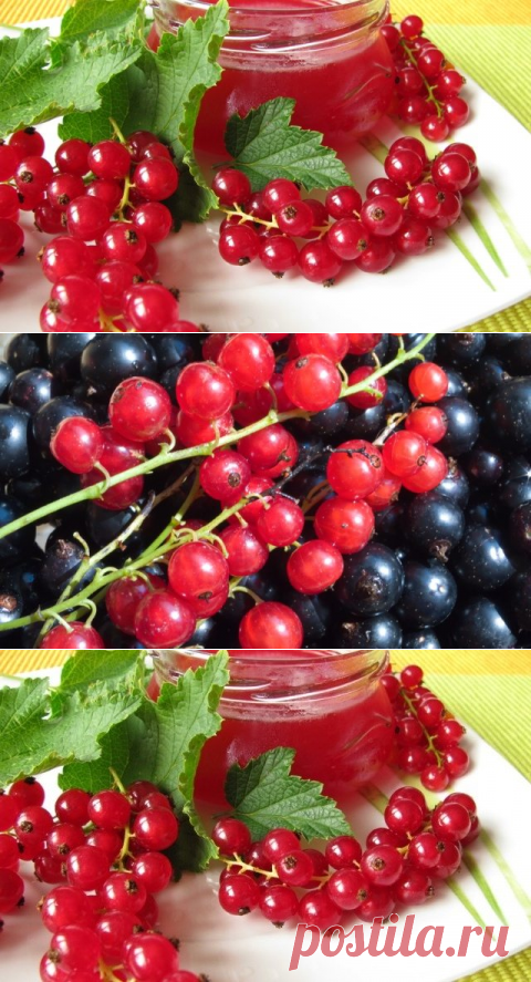 Красная смородина – польза и вред, калорийность и противопоказания