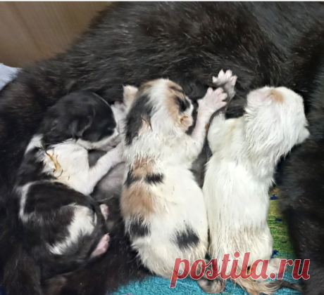 Не поверила глазам - кошка откусывает усы у котят. Ветеринар объяснила причину