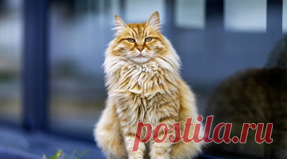 Ветеринар Резаков: кошки линяют дважды в год. Ветеринарный врач Евгений Резаков рассказал, что кошки линяют дважды в год, но осенняя линька особенно заметна, поскольку у животных формируется плотный подшёрсток для сохранения тепла. Читать далее