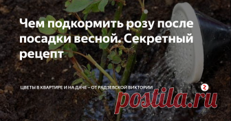 Чем подкормить розу после посадки весной. Секретный рецепт Роза довольно прихотливое растение и ее очень трудно вырастить на клумбе. Во время ухода за розой в течение сезона чаще всего ей требуется подкормка для роста, цветения и закладывания бутонов на следующий год.