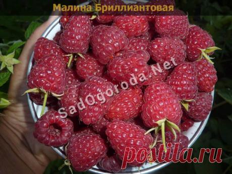Малина ремонтантная лучшие сорта с высоким урожаем - СадОгорода.NET