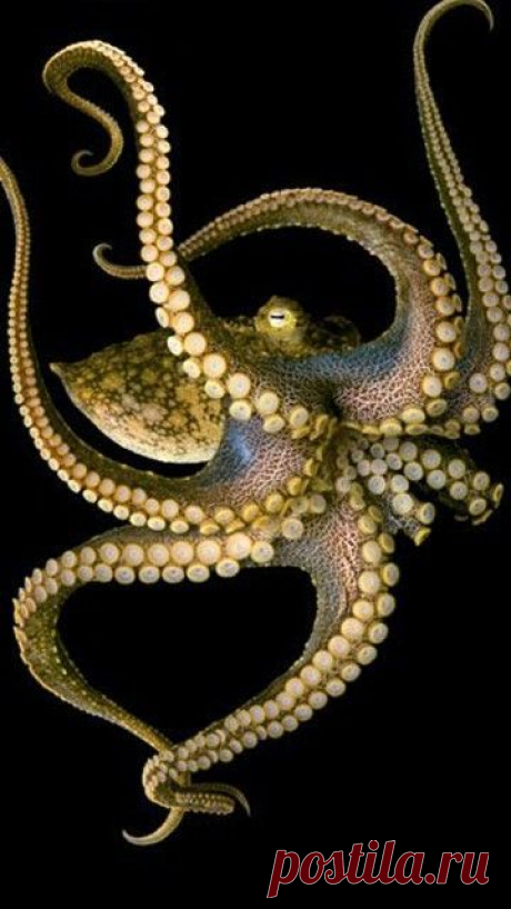 Octopus | The sea and its creatures
