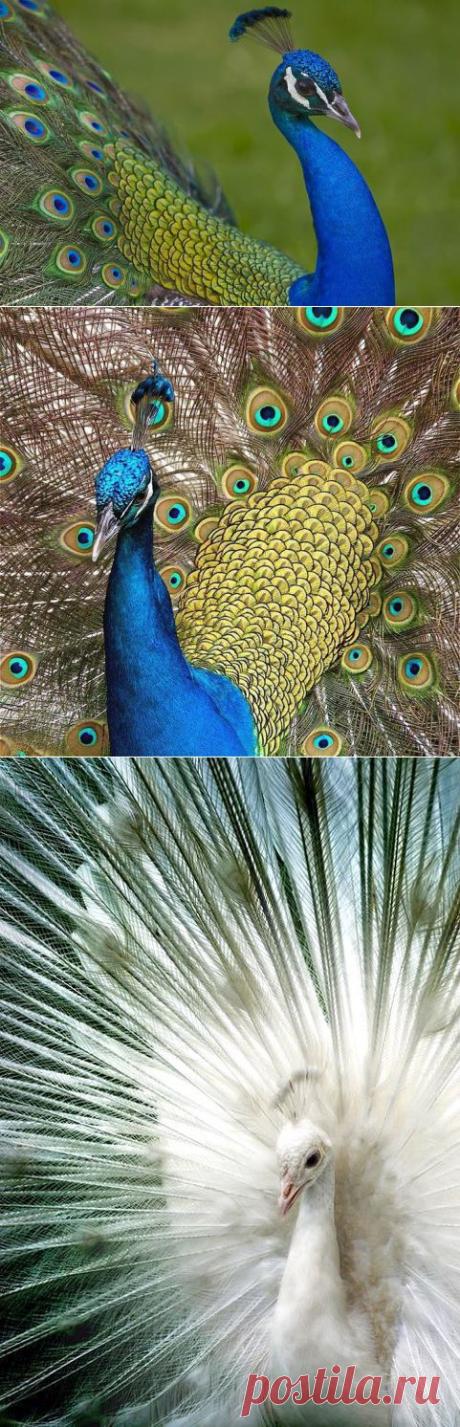 Прекрасная птица павлин