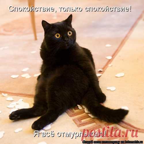 Котоматрица: Лучшие за всё время