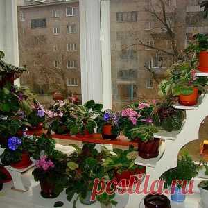 Какие цветы посадить на подоконнике?