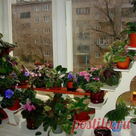 Какие цветы посадить на подоконнике?