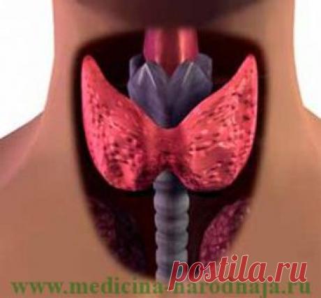 Лечение щитовидной железы народными средствами | Народная медицина