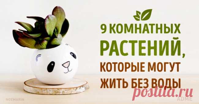 Самые неприхотливые комнатные растения — Мой дом