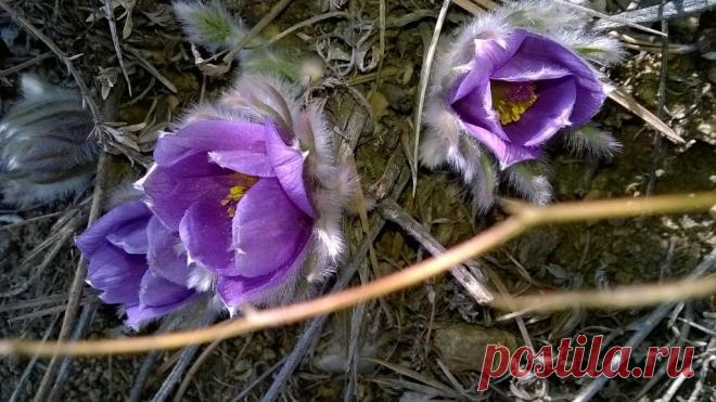 Байкал и Прибайкалье. Подснежники.