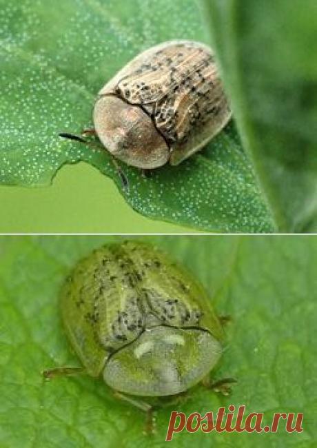 Избавляемся от свекольной щитоноски - свекольная щитоноска, как избавиться от свекольной щитоноски