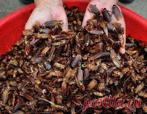 Тайская школьница придумала гениальный способ борьбы с тараканами(1 фото)