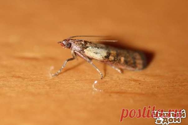 Как избавиться от моли без вреда для здоровья Химические вещества, такие, как нафталин или дихлофос, и другие аналоги с приятным запахом вредны для здоровья человека, особенно для детей, беременных и кормящих матерей. Как же можно избавиться от моли с помощью народных средств? 1. Моль не выживает при морозе ниже 0° С и при воздействии солнечных лучей. 2. Налейте в таз мыльной воды, добавьте в нее несколько капель лавандового или пихтового эфирного масла, тщательно протрите ароматной водой…