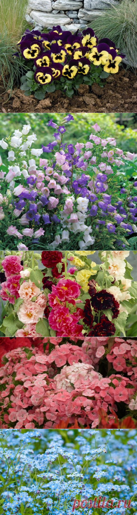 Двулетники снова в моде