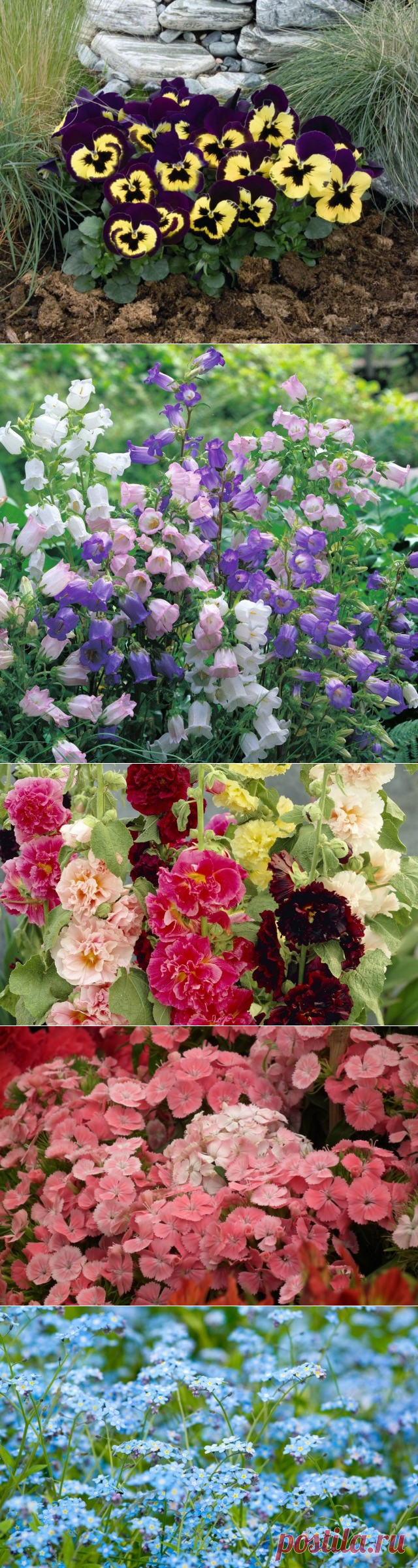 Двулетники снова в моде