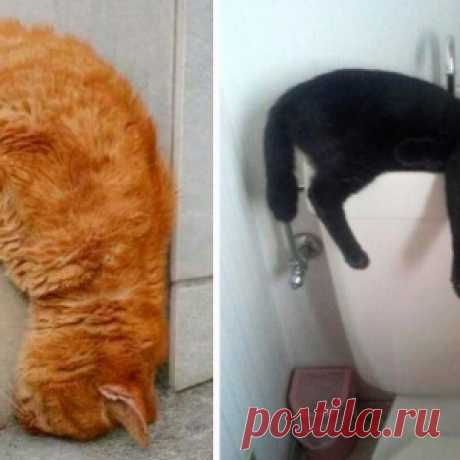 Кошачье сонное царство: когда внезапно очень устал (22 фото)