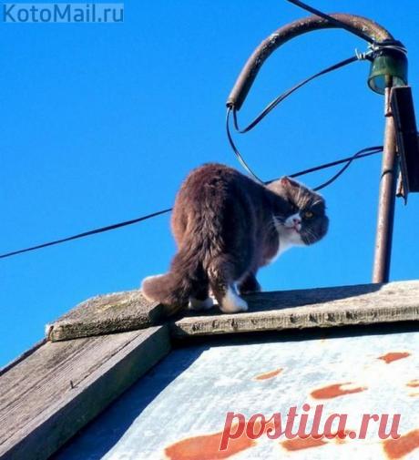 Ты под надзором! | KotoMail.ru