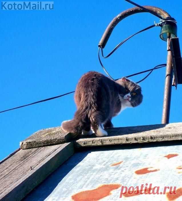 Ты под надзором! | KotoMail.ru