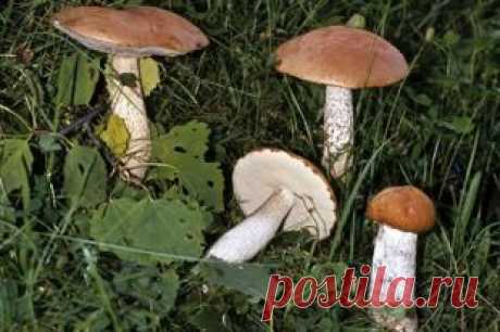 Что-то кроме картошки. 5 рецептов блюд со свежими лесными грибами | рецепты | ЕДА | АиФ Санкт-Петербург