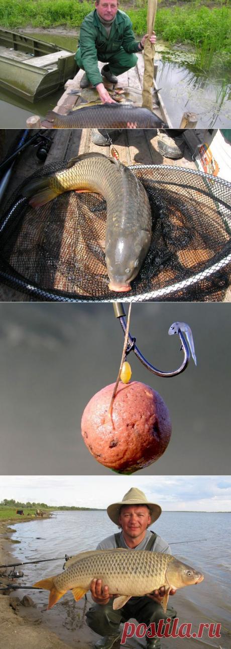 Можно ли поймать сазана на карповые снасти? Часть 2