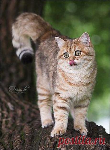Без кота и жизнь не та