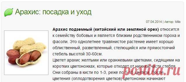 Арахис: посадка и уход