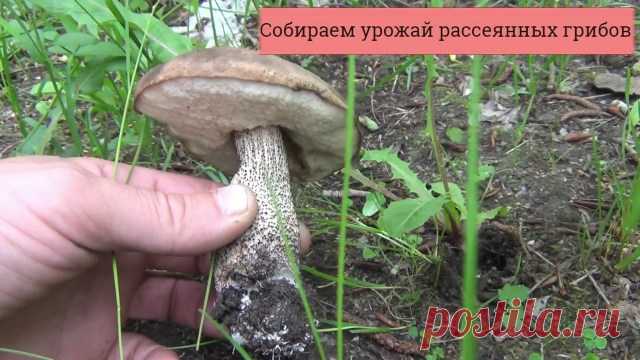 КАК СЕЯТЬ ГРИБЫ? КАК СЕЯТЬ ГРИБЫ? — Копилочка полезных советов