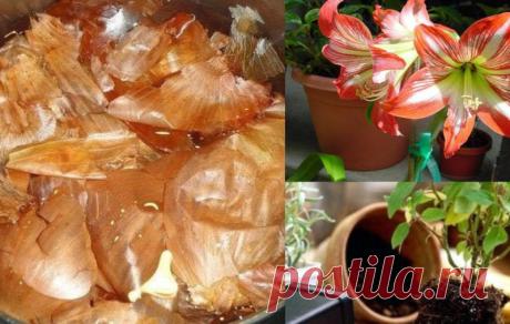 Отличная подкормка для комнатных растений