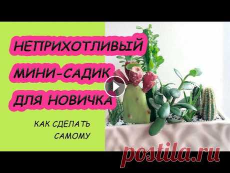 Композиция из суккулентов в горшке DIY. Как подобрать самые выносливые растения. Суккуленты крайне разнообразна и обширная группа стильных интерьерных растений. Последние десятки лет суккуленты, на мой взгляд, переживают новую волн...