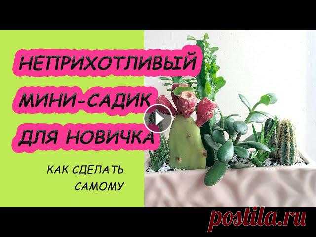 Композиция из суккулентов в горшке DIY. Как подобрать самые выносливые растения. Суккуленты крайне разнообразна и обширная группа стильных интерьерных растений. Последние десятки лет суккуленты, на мой взгляд, переживают новую волн...