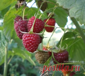 Эта щедрая малина Полана