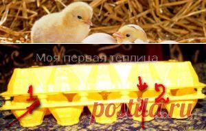 Петуния из семян Рассаду вырастим дома