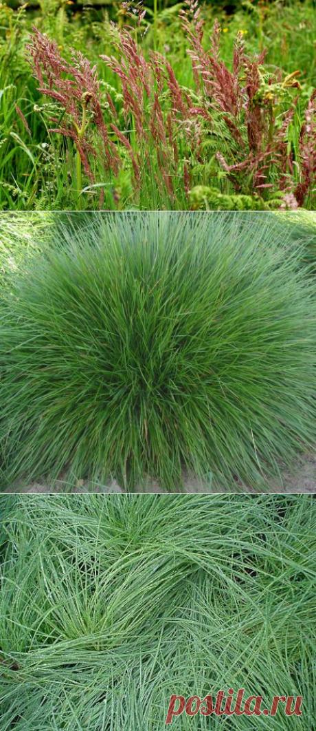 Создание газона